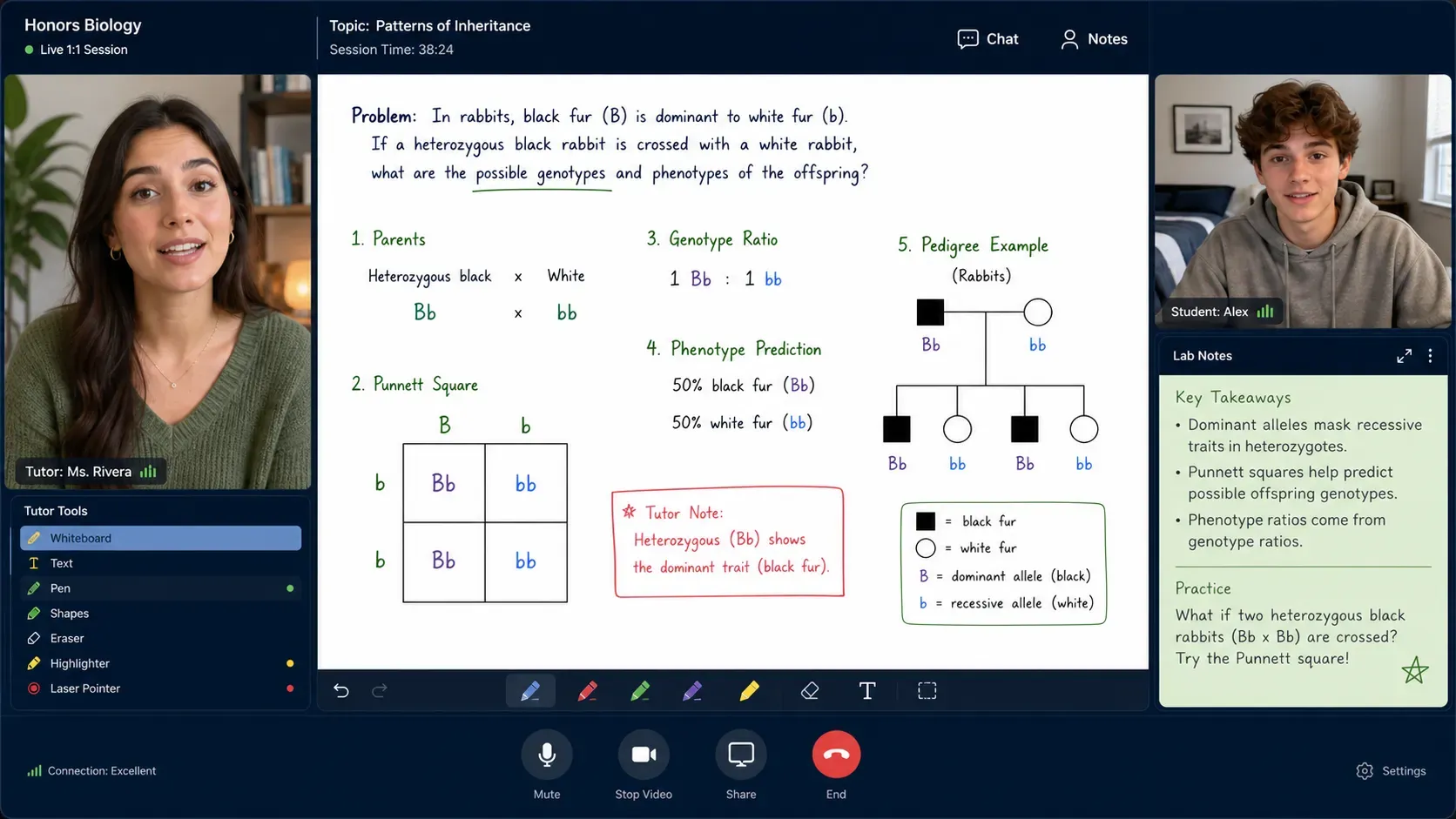 Live one-on-one Honors Biology tutoring session with a genetics whiteboard
